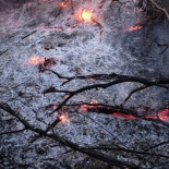 Hongos alucinógenos, anfetaminas, homosexualidad y orgías desenfrenadas en insectos zombis