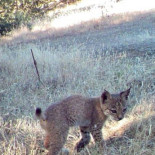 Nacen los primeros cachorros de lince en libertad [Extremadura]