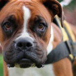 Una mujer suelta a su perro para que ataque a un técnico de emergencias porque no le gustó la asistencia recibida