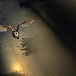 Un fantasma en la oscuridad: el brillo de las lechuzas blancas paraliza a sus presas