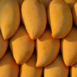 En riesgo el café, mezcal y el mango por crisis de polinización