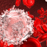 Descubren un grupo de antihistamínicos que puede eliminar células leucémicas