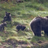 El oso crece en el Pirineo: diez nuevos cachorros se suman a los 40 adultos