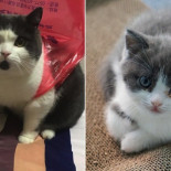 Por qué mi gato clonado no se parece en nada al original