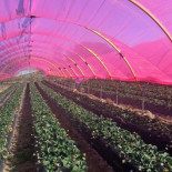 Un nuevo plástico luminiscente aumenta en un 61% la producción del arándano en Huelva