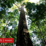 El hallazgo del árbol más alto del Amazonas (y por qué es una incógnita su gran tamaño)
