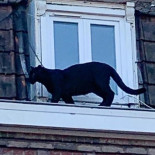 Una pantera se pasea a sus anchas por un tejado en Francia