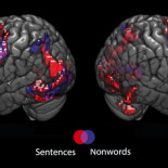 El saber leer no ocupa lugar en el cerebro