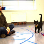 Tu gato te necesita, aunque lo disimule bien