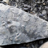 Encuentran las fósiles de la boca de un pez en el jurásico asturiano