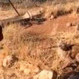 El salto del caracal