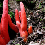 Hallan hongo mortal capaz de encoger el cerebro