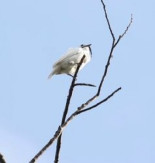 Así suena el canto más potente jamás registrado en la naturaleza
