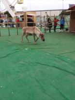 Arrecian las quejas y reclamaciones por la Capital do natal de Lisboa