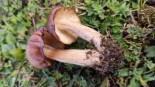 Descubren una nueva especie de seta en la sierra de A Capelada, en Cedeira
