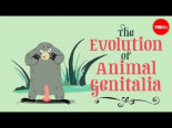 El tango evolutivo de los genitales en el reino animal [ENG][SUB]