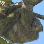 Una osa perezosa dando a luz en un árbol