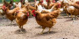 Lo que las gallinas nos enseñan sobre el coronavirus y su control