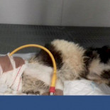 Juegan con una gata al fútbol como si fuera una pelota