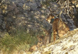 Castilla-La Mancha notifica 29 camadas y el nacimiento de 90 cachorros de lince ibérico