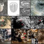 Información sobre un ojo compuesto de 429 millones de años (ENG)