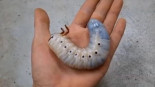 Así es la metamorfosis de un escarabajo Hércules