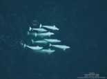 Las belugas forman redes sociales más allá de los lazos familiares, al igual que los humanos