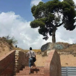 El Pi de la Remunta, la indignante historia de un monumento natural que acabó en la basura