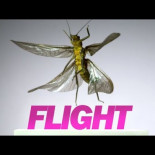 Despegue y vuelo de insectos a 3200 fotogramas por segundo