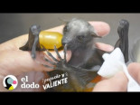 Este pequeñito murciélago recupera sus fuerzas y logra volar