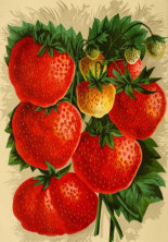 Por qué todas las fresas que comemos se originaron en Chile