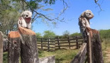 El potoo, un pájaro que parece un muñeco
