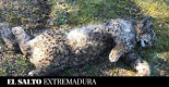 Otro lince muerto en Don Benito