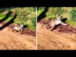 Graban la inesperada reacción de un lince ibérico que se encontraba junto a un camino