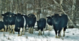 Las vacas abandonadas en Chernobyl se volvieron salvajes