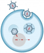 Cómo funciona la vacuna Sputnik V