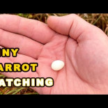 Encuentra un huevo de periquito y decide incubarlo