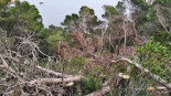 Talan en Xàbia pinos protegidos para ver el mar y los tiran acantilado abajo