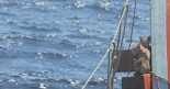 Héroe desafía la furia del mar para rescatar cuatro gatos de un barco en llamas