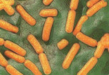 Una bacteria explota activamente los efectos cuánticos para sobrevivir