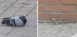 Buscan al «asesino de pájaros» que les amputa las patas con bridas 