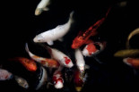 La "generación espontánea" no existirá, pero los estanques aislados siguen llenándose de peces...