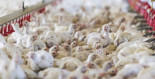 Operación Pollo: pagar 15.000 euros para ser esclavo en España
