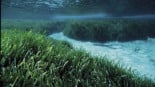 Posidonia Maps, un Google Maps para proteger la posidonia mediterránea