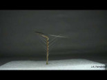 ALFILERILLOS (Erodium cicutarium) - Time lapse