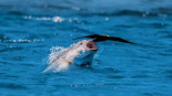 ¿Es un pájaro? ¿Es un avión? No, es un gigantesco jurel que se grabó en la serie Blue Planet II