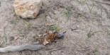 Pisotean en El Vendrell (Tarragona) un nido de un ave en peligro de extinción
