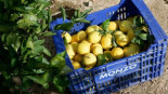 Polémica por una oferta de trabajo en el campo de Murcia: a un euro la caja