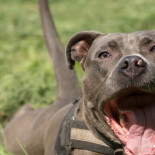 Herido grave tras ser atacado por dos perros mientras corría en Villarreal