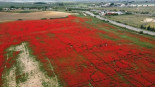 Un campo de amapolas de Alcalá de Guadaíra, casi destrozado tras hacerse viral en redes